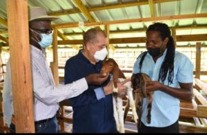 Goat rearing farm can serve as blueprint for ruminant sector – Shaw